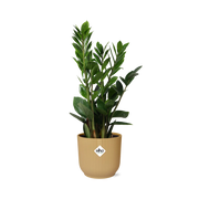 Zamioculcas – Altezza 45-50 in ELHO Vibes Fold 14cm giallo