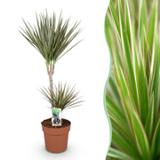 Dracaena Marginata Bicolor - Drakenbloedboom - Weinig onderhoud - Groen - 1 Plant - Pot 21cm - Hoogte 90-100cm