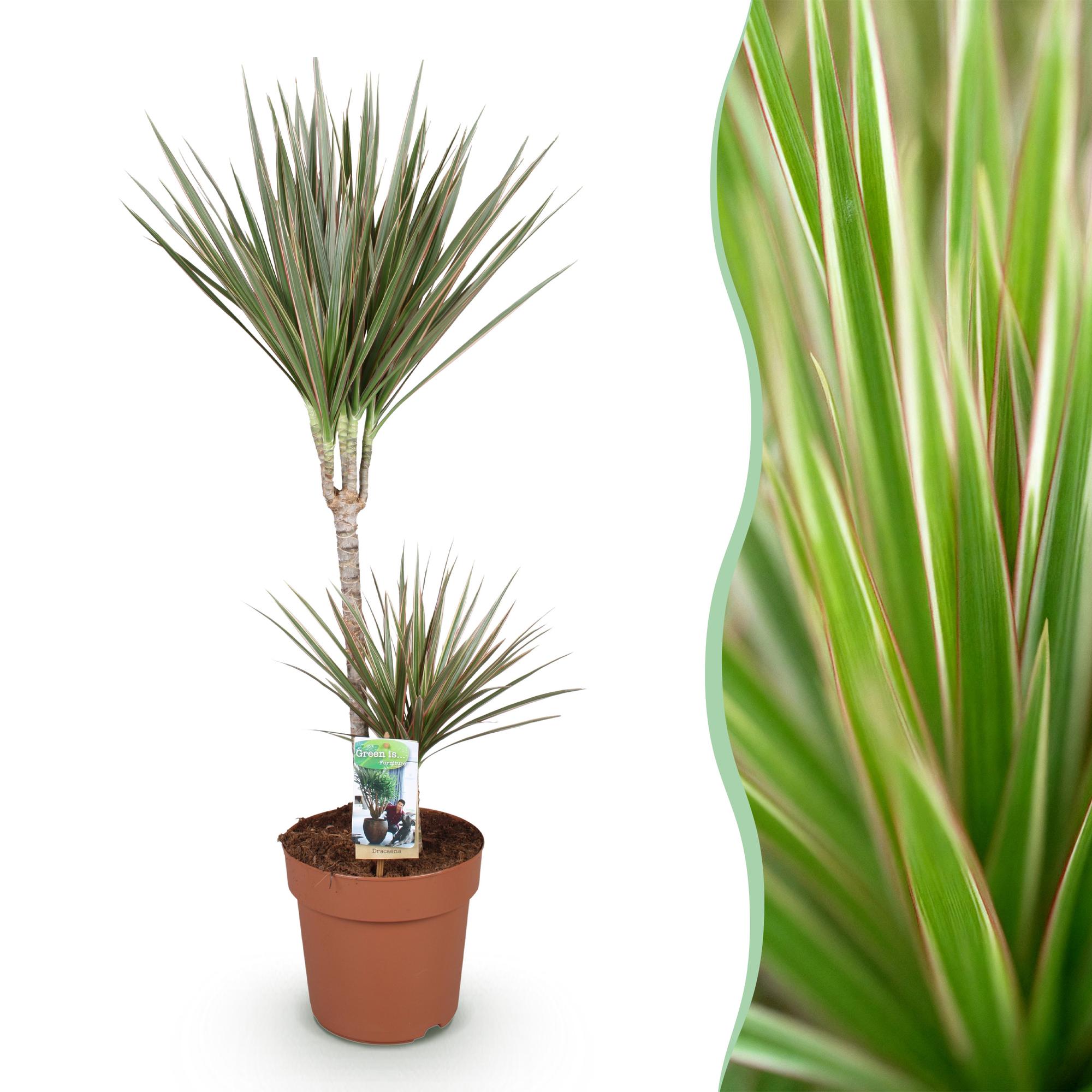 Dracaena Marginata Bicolor - Drakenbloedboom - Weinig onderhoud - Groen - 1 Plant - Pot 21cm - Hoogte 90-100cm
