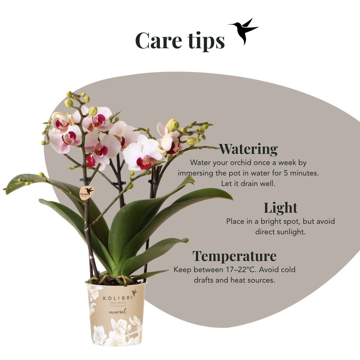Kolibri Orchids | Combi Deal - 2 Witte Phalaenopsis Orchideeën Mineral Gibraltar - Ø9 cm
