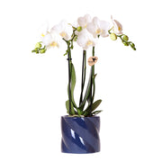 Kolibri Orchids | orchidea bianca Amabilis + Candy vaso decorativo blu - dimensioni vaso Ø9cm | pianta da appartamento fiorita - fresca dal coltivatore