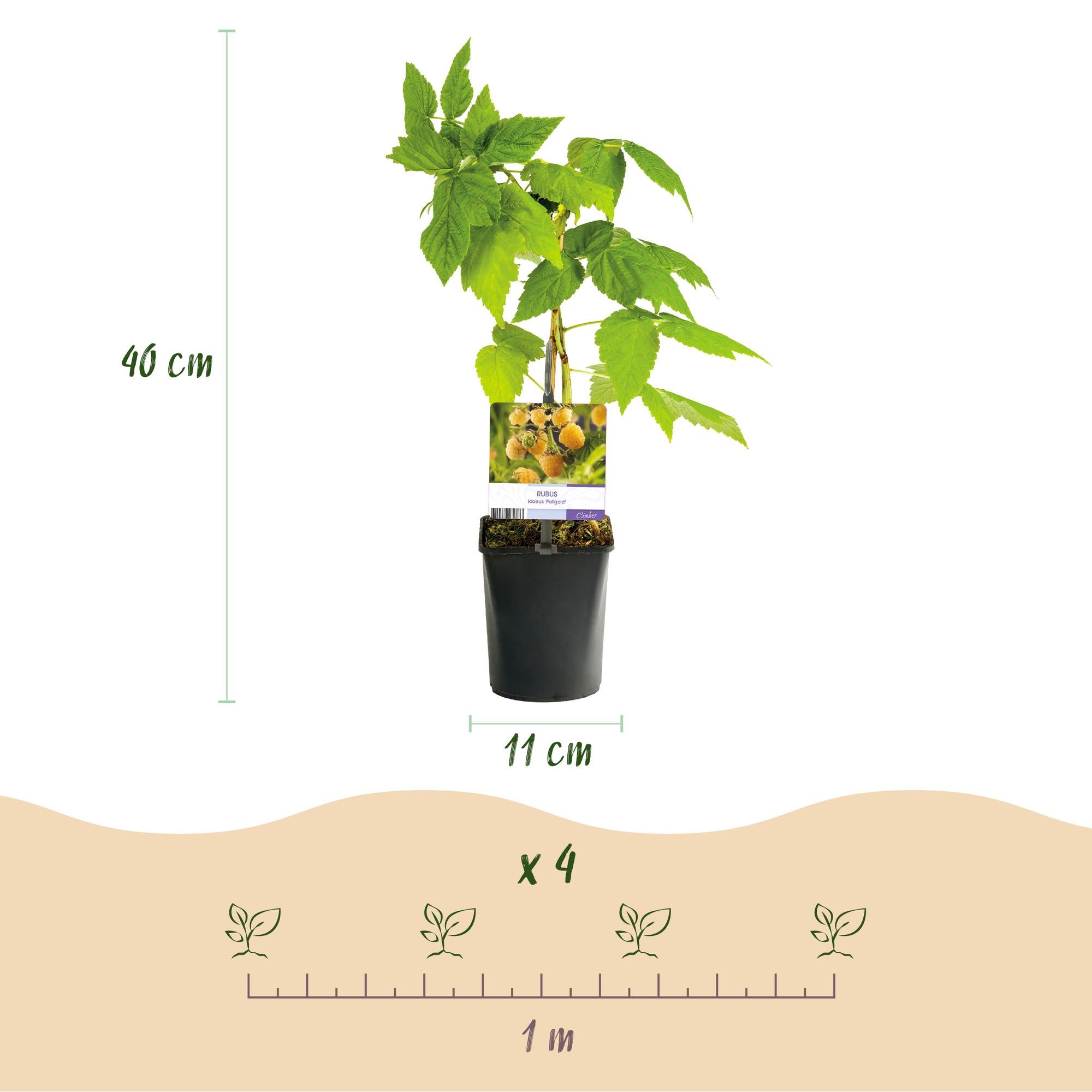 Green boutiQ - Pianta da frutto - Lampone - Rubus idaeus Fallgold - Lampone giallo - 2 piante - Vaso 11 cm Altezza 40 cm