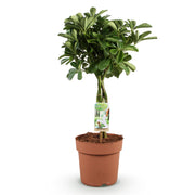 Schefflera Nora - Vingerboom - Pot 21cm - Hoogte 70-82cm
