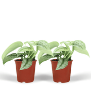 Scindapsus Pictus Trebie (Epipremnum) - 2 pièces - Ø12cm - ↕15cm