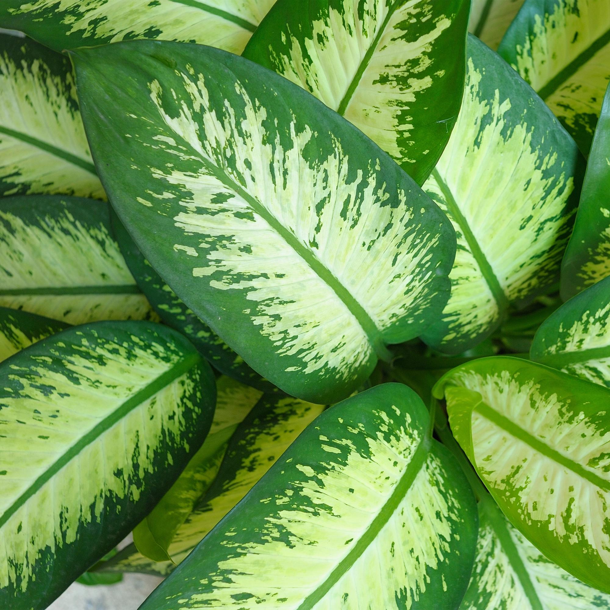 Diefenbachia Tropic Snow - Weinig onderhoud - Groen - 1 Plant - Pot 21cm - Hoogte 90-100cm