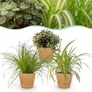 Plantenbox - Cyperus - Calissia - Chlorophytum - Mix van 3 - Huisdiervriendelijke Planten - Groen - 3 Planten - met Mand - Pot 12cm - Hoogte 20cm
