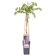 Glicine floribunda 'Naga Noda' - Pioggia viola - Ø15cm - ↕65cm
