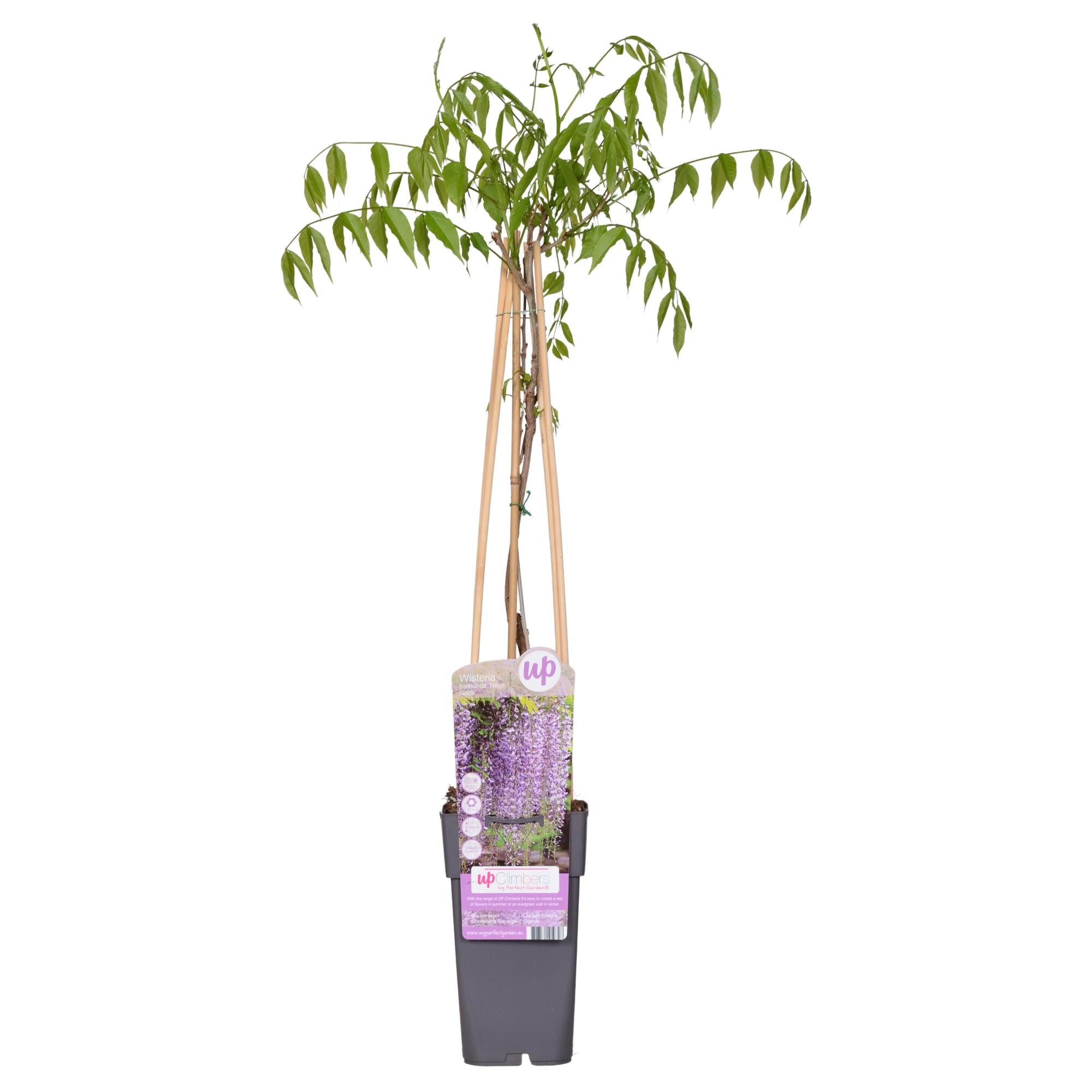 Glicine floribunda 'Naga Noda' - Pioggia viola - Ø15cm - ↕65cm