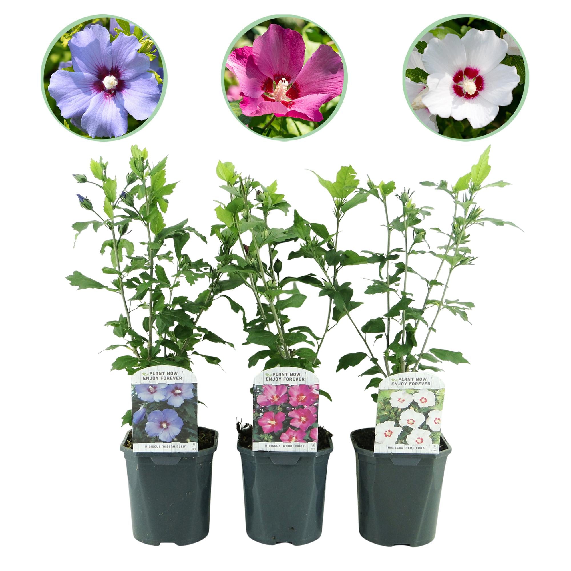 Green boutiQ – Sträucher – Hibiscus syriacus Tricolour – Blüten: Rosa, Weiß und Blau – 3 Pflanzen – Laubabwerfend – Pflegeleicht – Topf: 17 cm, Höhe: 45 cm