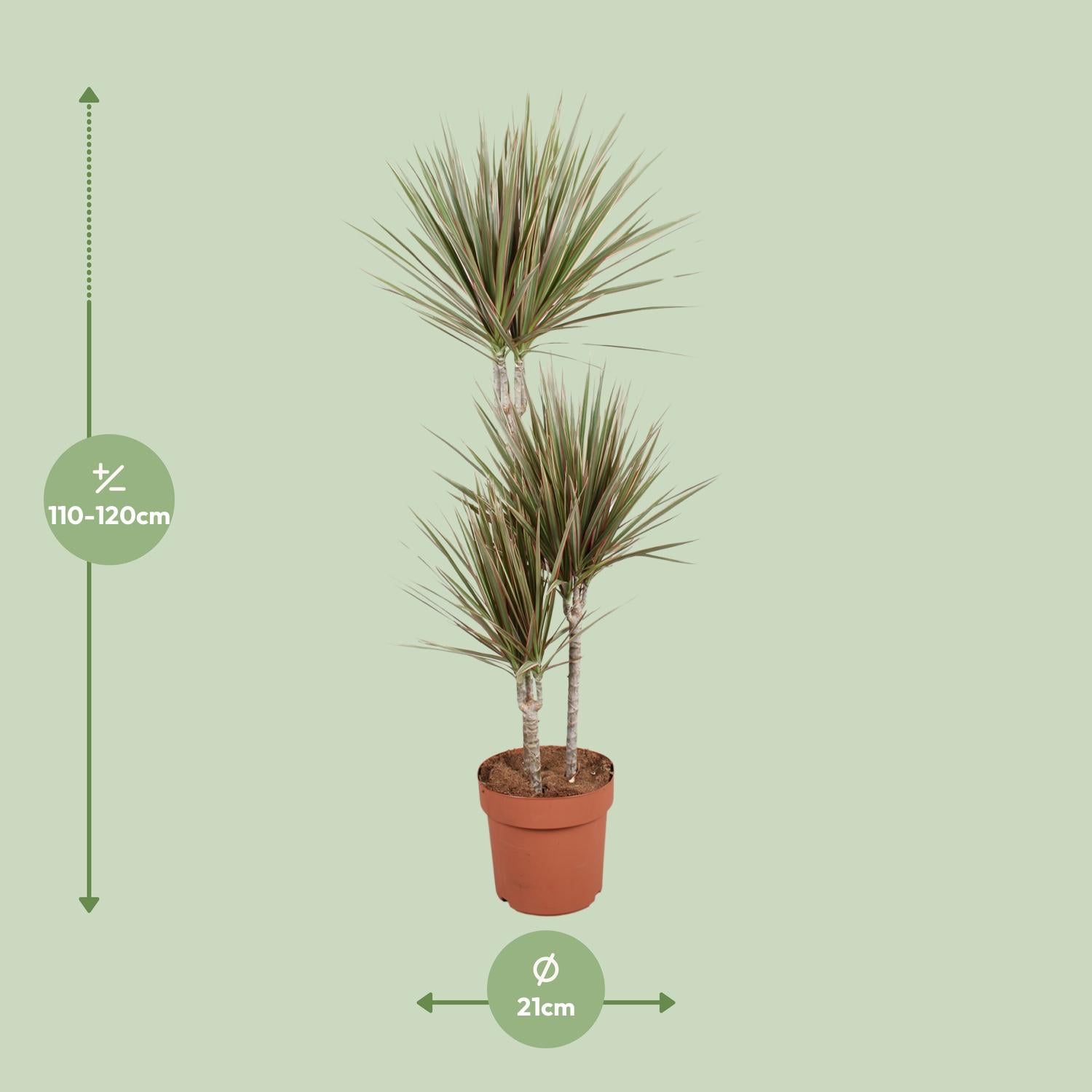 Dracaena bicolore - Ø21cm - ↕120cm