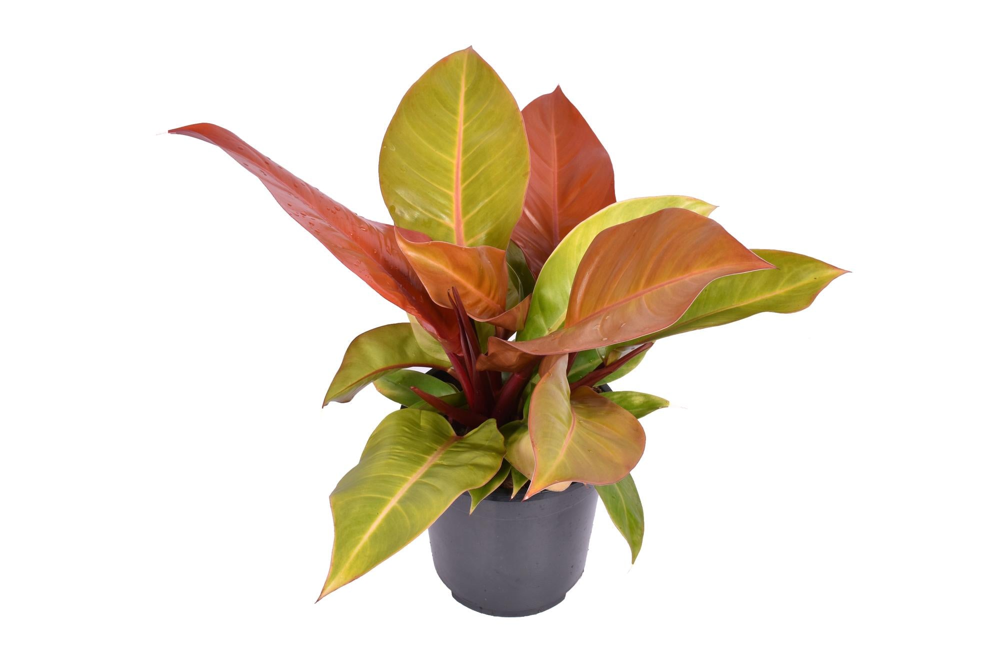 Philodendron Prince d'Orange - Ø19cm - ↕60cm