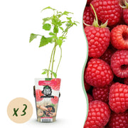 Framboos - Rubus idaeus Ottawa - Winterhard - 3 Planten - Pot 9 cm - Rode Framboos
