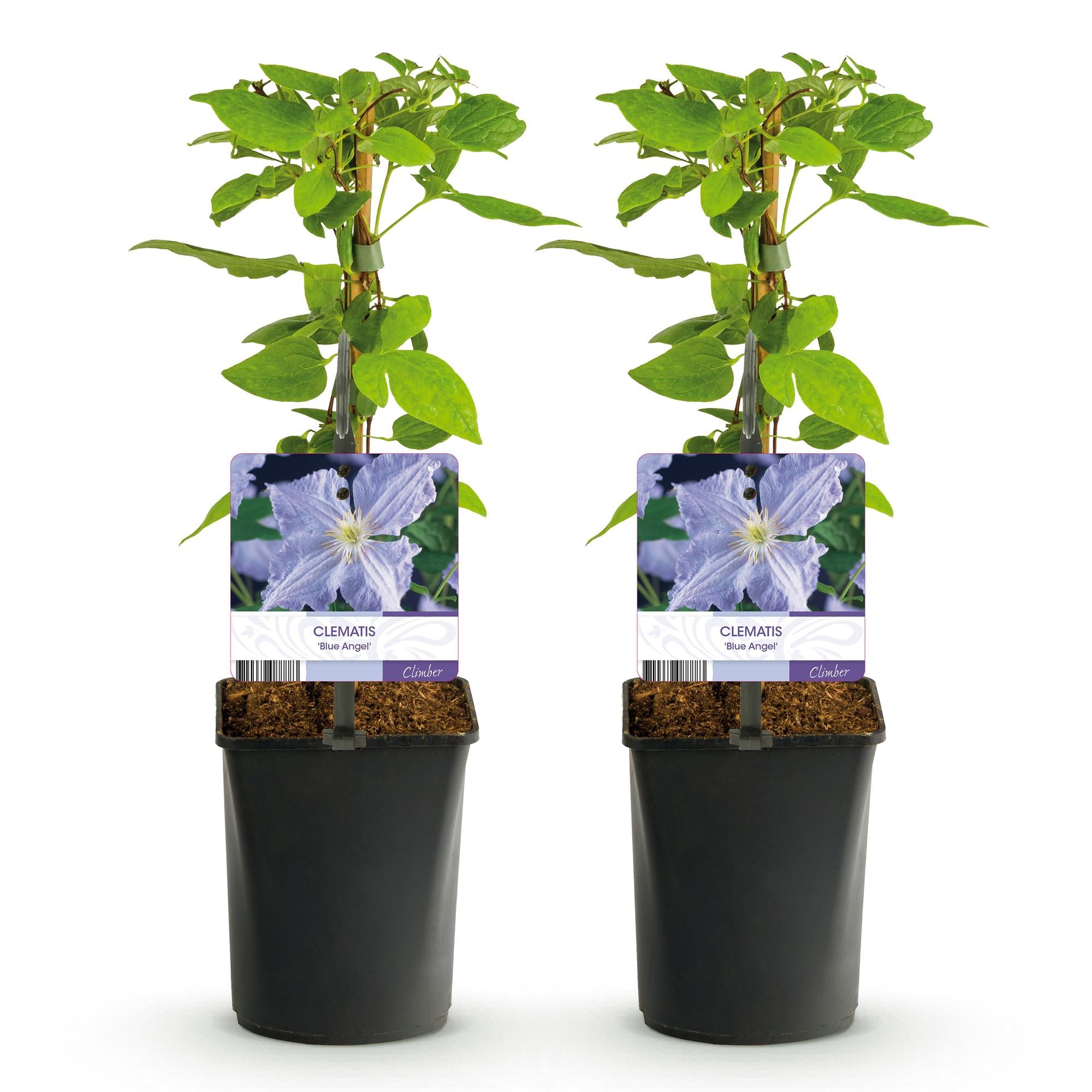 Green boutiQ – Kletterpflanze – Clematis Blue Angel – Blüte: Hellblau – Pflegeleicht – 2 Pflanzen – Topf: 11 cm, Höhe: 40 cm