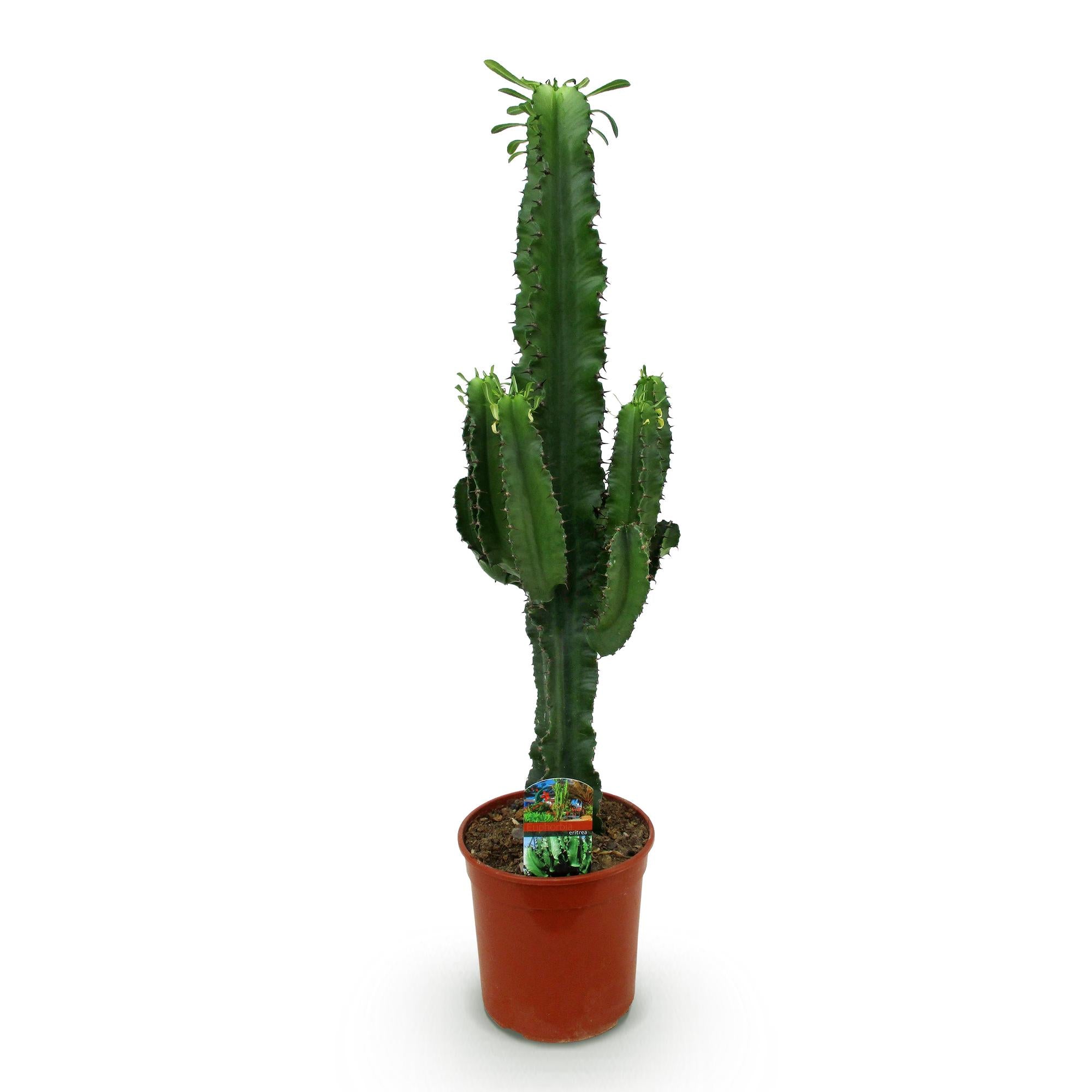 Euphorbia eritrea - Afrikaanse melkboom - Weinig onderhoud - Groen - 1 - Pot 19cm - Hoogte 70cm
