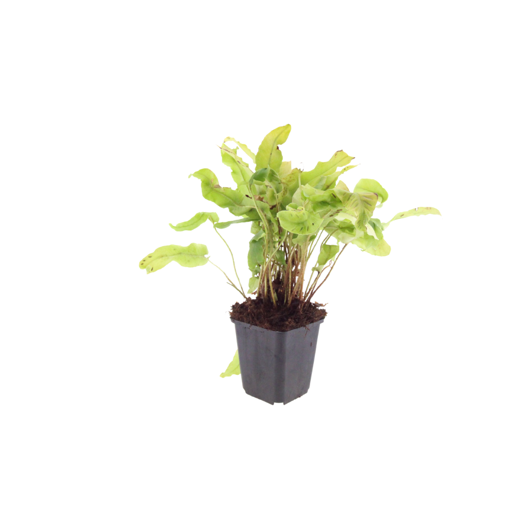 12x Asplenium scolopendrium - ↕10-25cm - Ø9cm