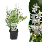 Deutzia Gracilis - Bloem Wit - 1 Plant - Bladverliezend - Weinig Onderhoud - Pot 17cm Hoogte 45cm