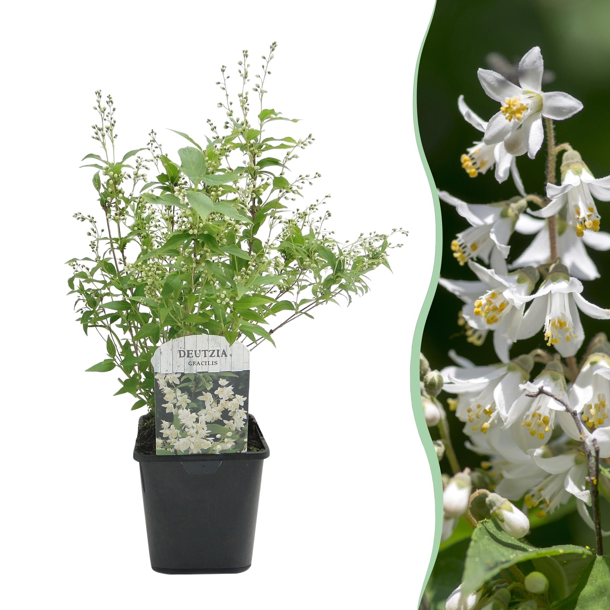 Deutzia Gracilis - Bloem Wit - 1 Plant - Bladverliezend - Weinig Onderhoud - Pot 17cm Hoogte 45cm