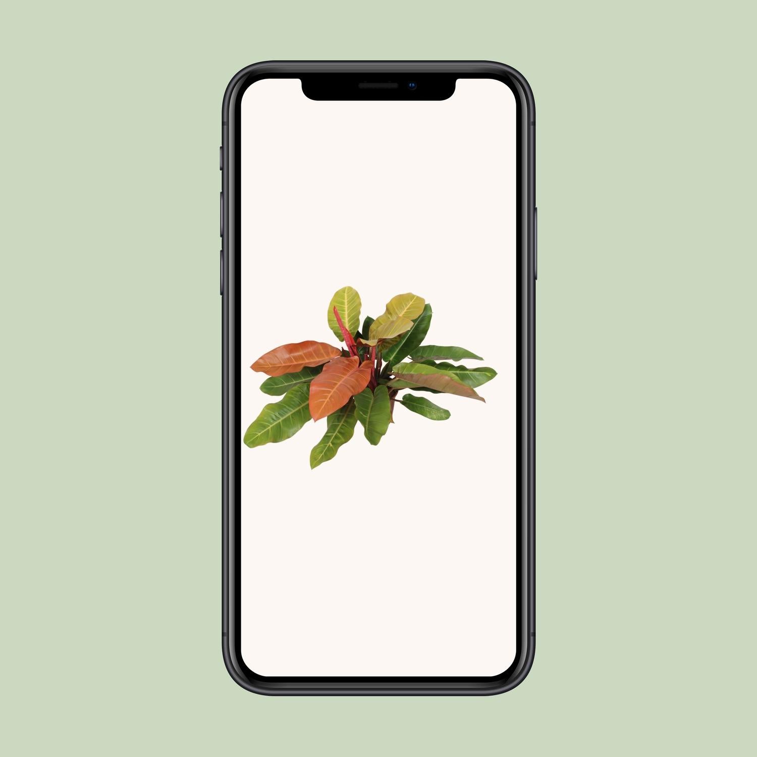 Philodendron Principe d'Orange - Ø27cm - ↕75cm