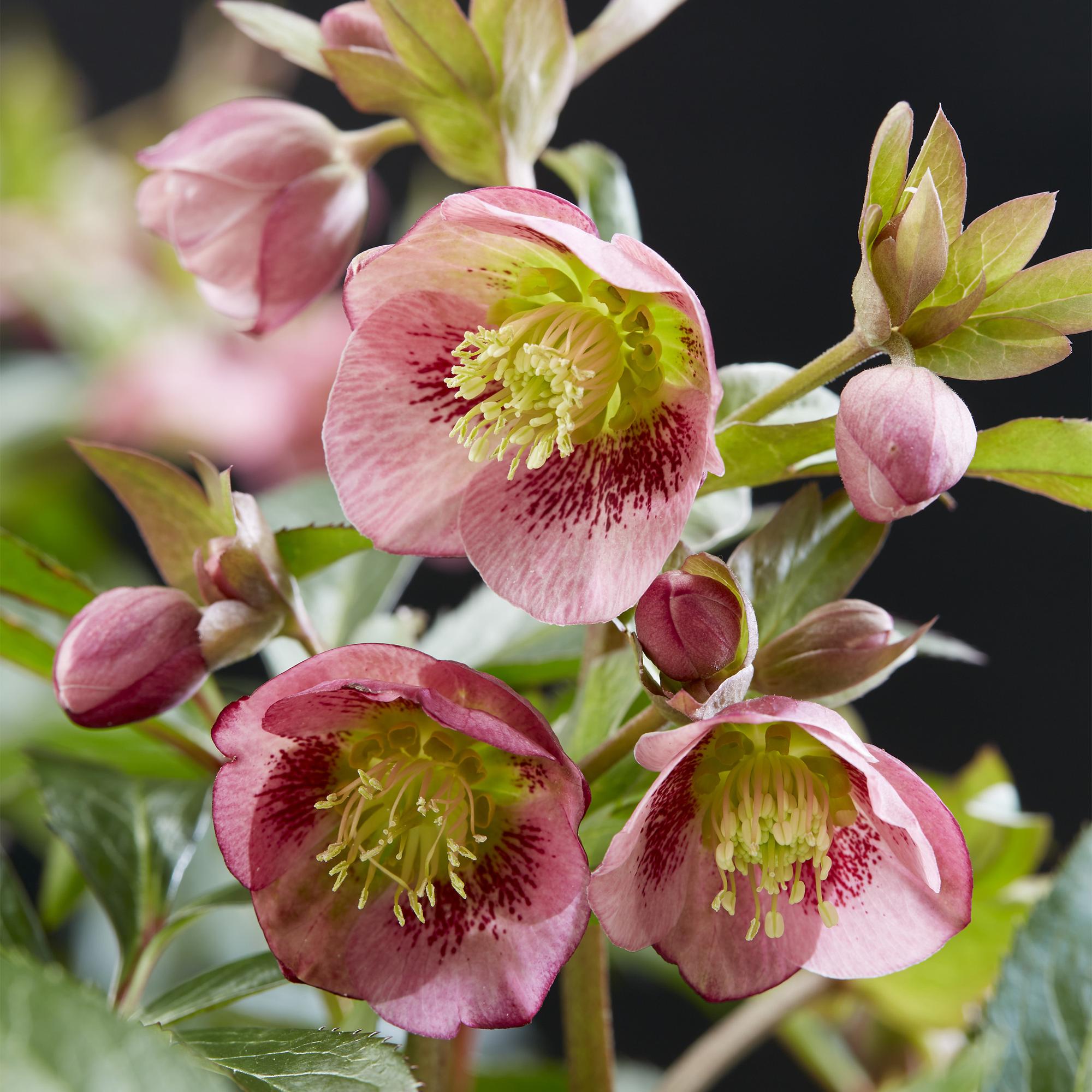 Lenten Rose - Helleborus Dacaya - Roze Bloem - Groenblijvend - Pot 19cm Hoogte 50cm