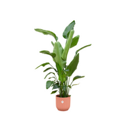 Strelitzia Nicolai inclusief elho Vibes Fold Round roze Ø30 - 170 cm