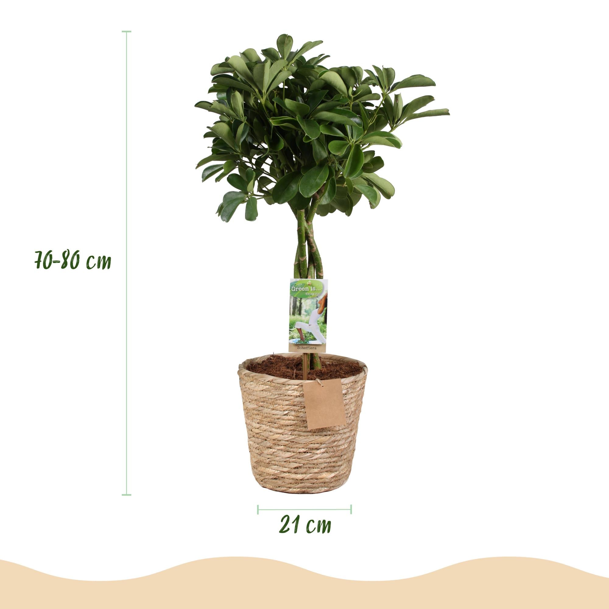 Schefflera Nora - Vingerboom - met mand - Pot 21cm - Hoogte 70-82cm