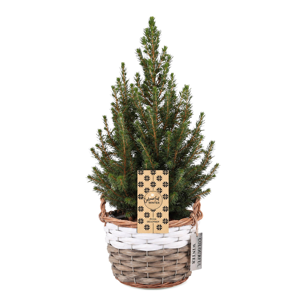 Picea glauca Conica - Kegelspar - Groen - Kerstboom - incl. mand - Ø17cm - ↕65cm