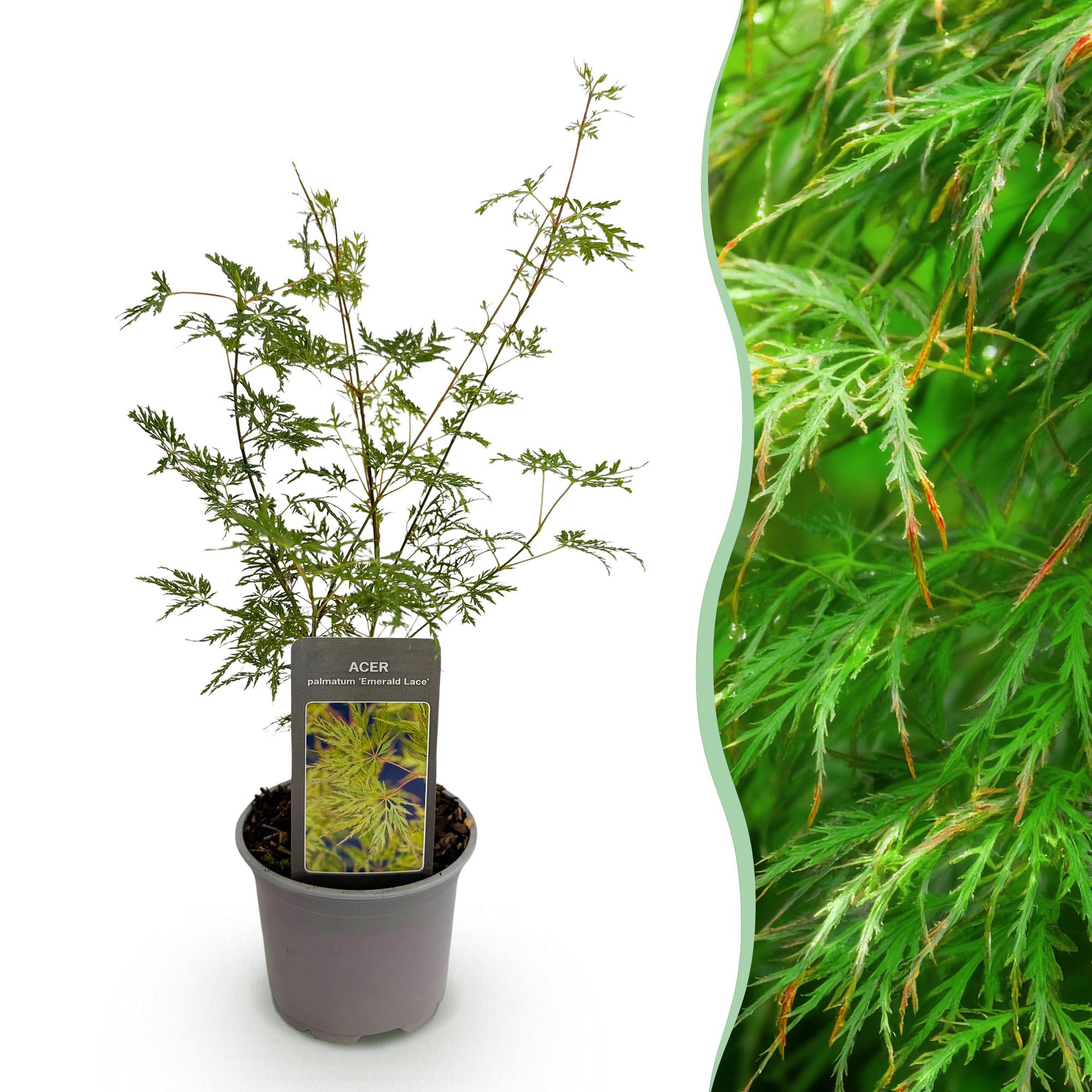 Acer palmatum Emerald Lace - Groen - 1 Plant - Bladverliezend - Weinig Onderhoud - Pot 12cm Hoogte 35cm