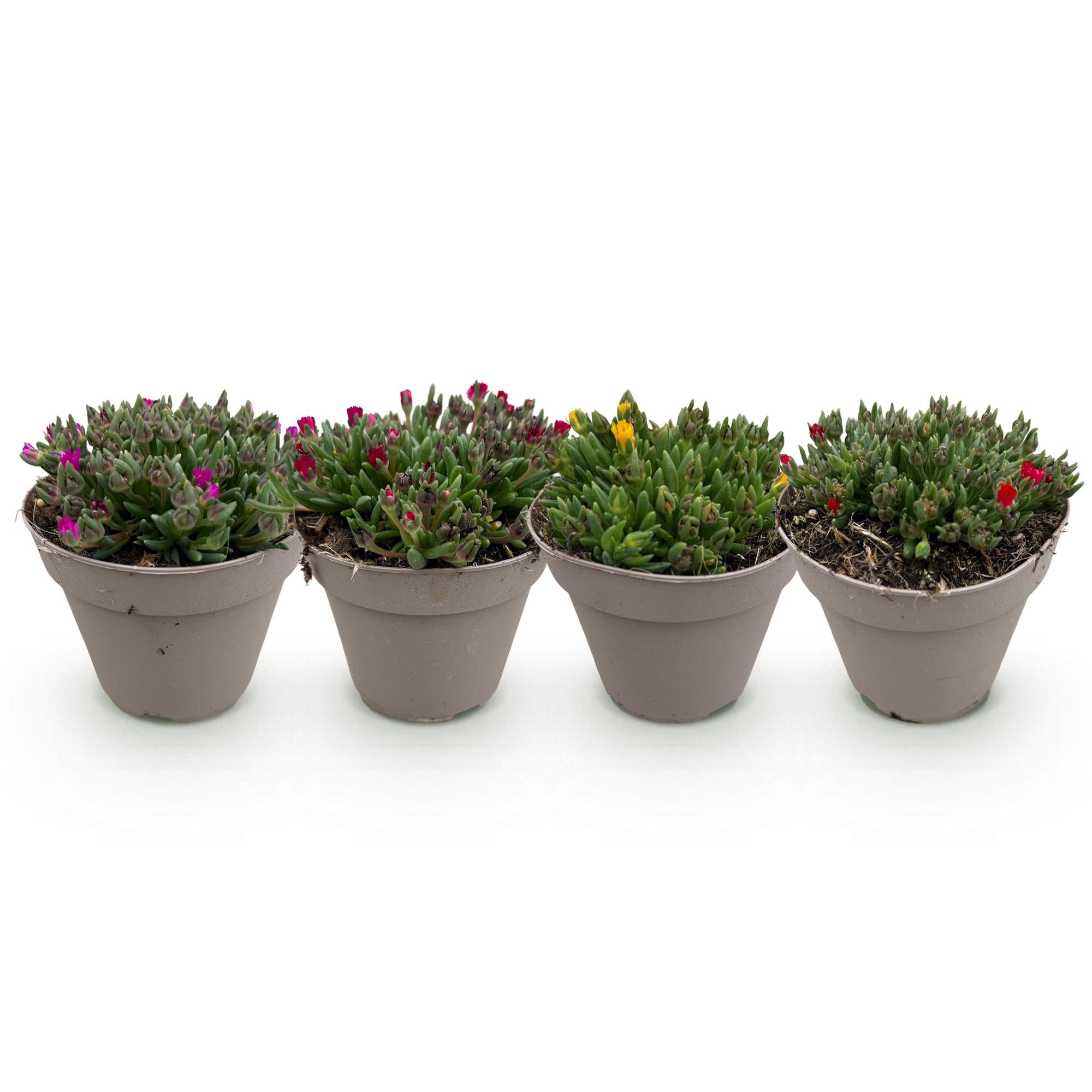 Delosperma - 4 Planten - Kleuren Rood - Geel - Paars - Roze - Weinig Onderhoud - Pot 14 Hoogte 17