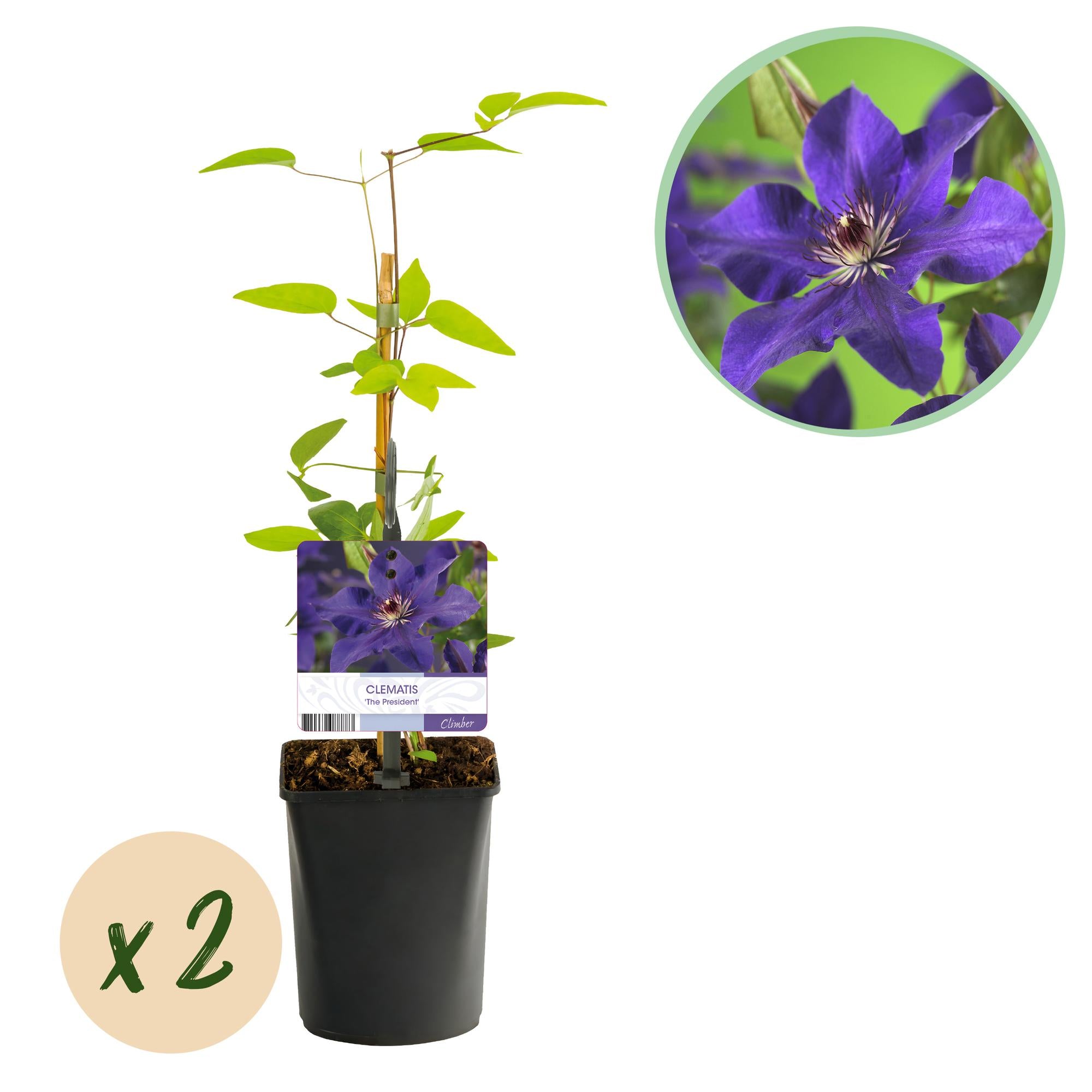 Green boutiQ – Kletterpflanze – Clematis 'The President' – Blüte: Rosa – Pflegeleicht – 2 Pflanzen – Topf: 11 cm, Höhe: 40 cm