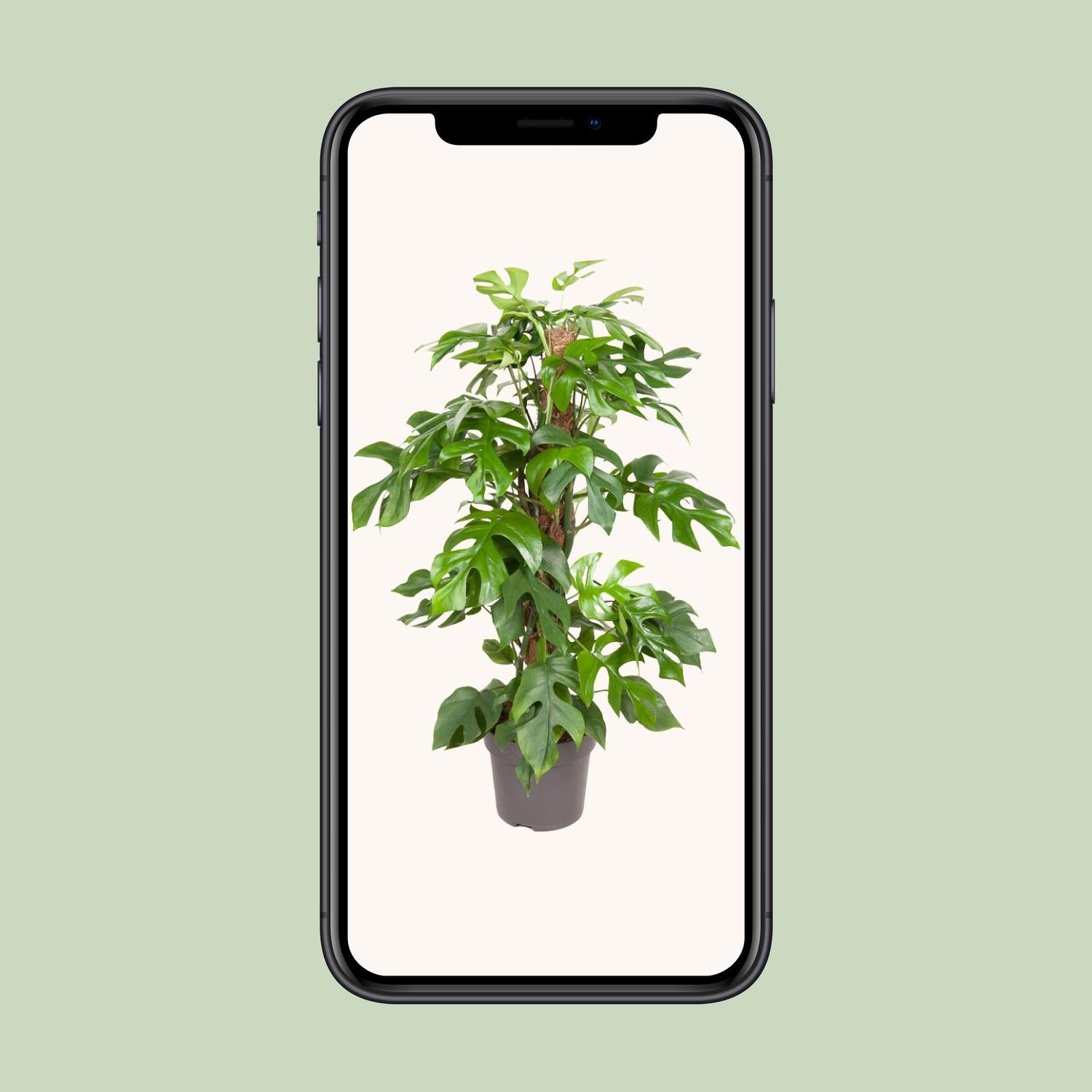 Monstera Minima – Ø19cm – ↕80cm