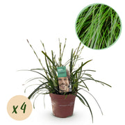 Green boutiQ – Ziergräser – Carex oshimensis Intense Green – Grün – 4 Pflanzen – Immergrün – Pflegeleicht – Topf: 17 cm, Höhe: 50 cm