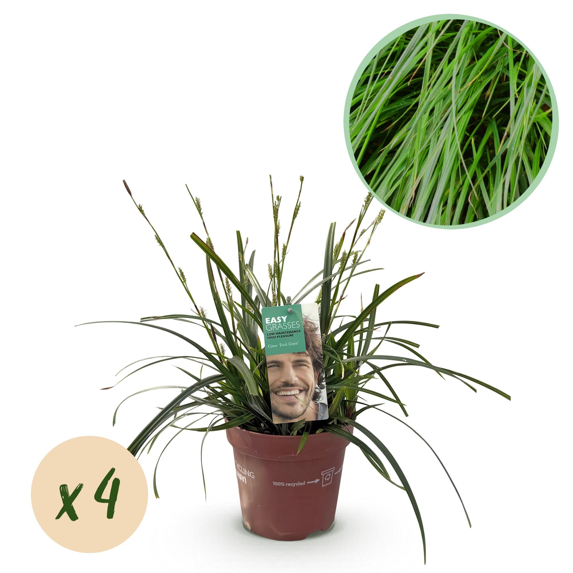 Green boutiQ – Ziergräser – Carex oshimensis Intense Green – Grün – 4 Pflanzen – Immergrün – Pflegeleicht – Topf: 17 cm, Höhe: 50 cm