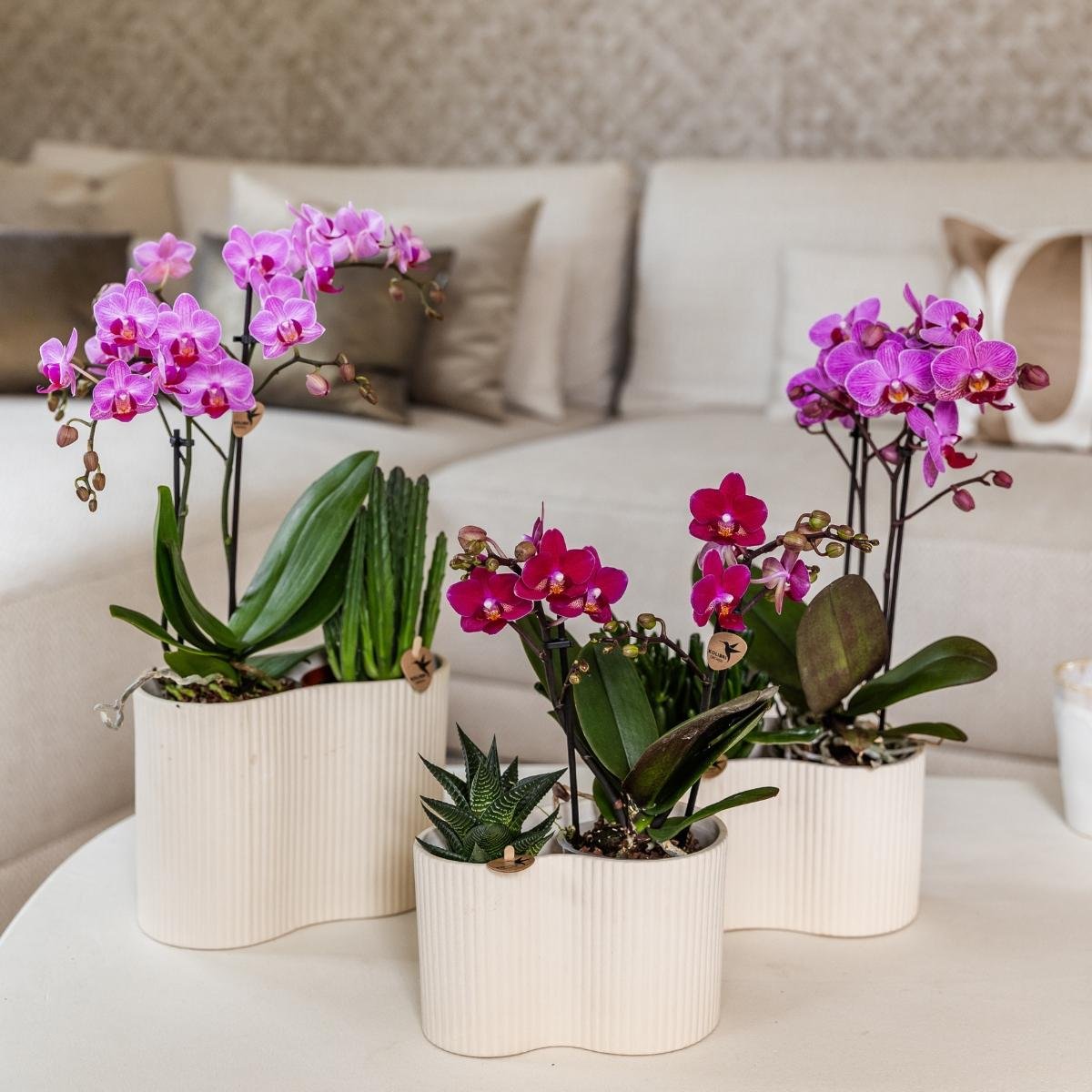 Kolibri Orchids | Combi Deal - 4 Paarse Phalaenopsis Orchideeën Blossom Chamonix - Ø9 cm