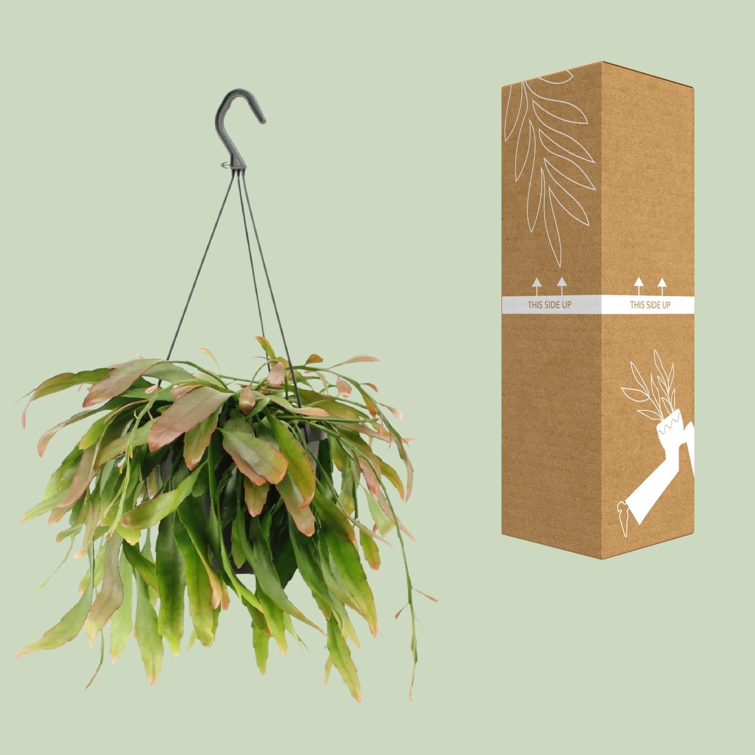Corail rouge Rhipsalis - Ø17cm - ↕25cm