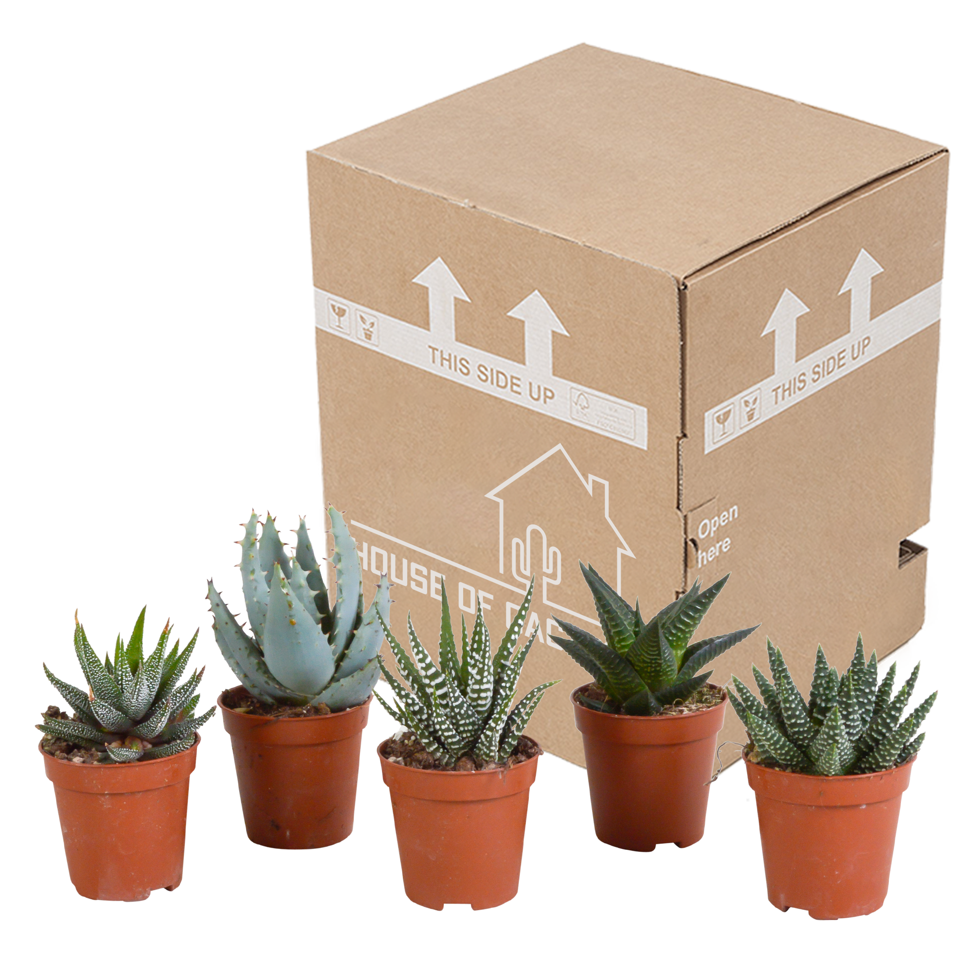 Gasteria/Haworthia mix 5.5cm - without pot - 5x