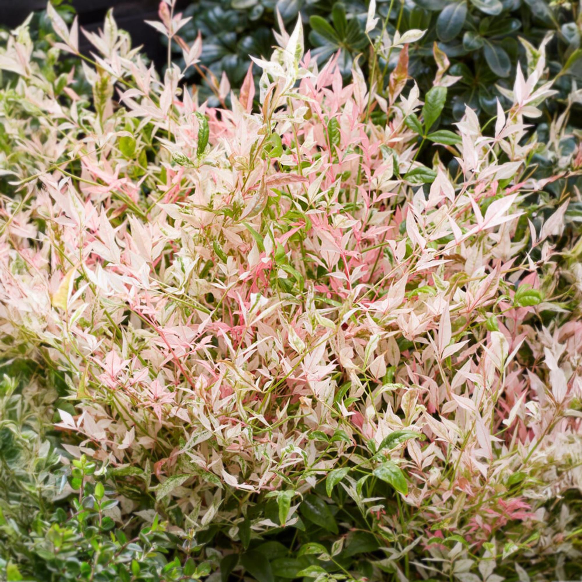 Nandina Twilight - Bont & Roze - 1 Plant - Groenblijvend - Weinig Onderhoud - Pot 17cm Hoogte 45cm