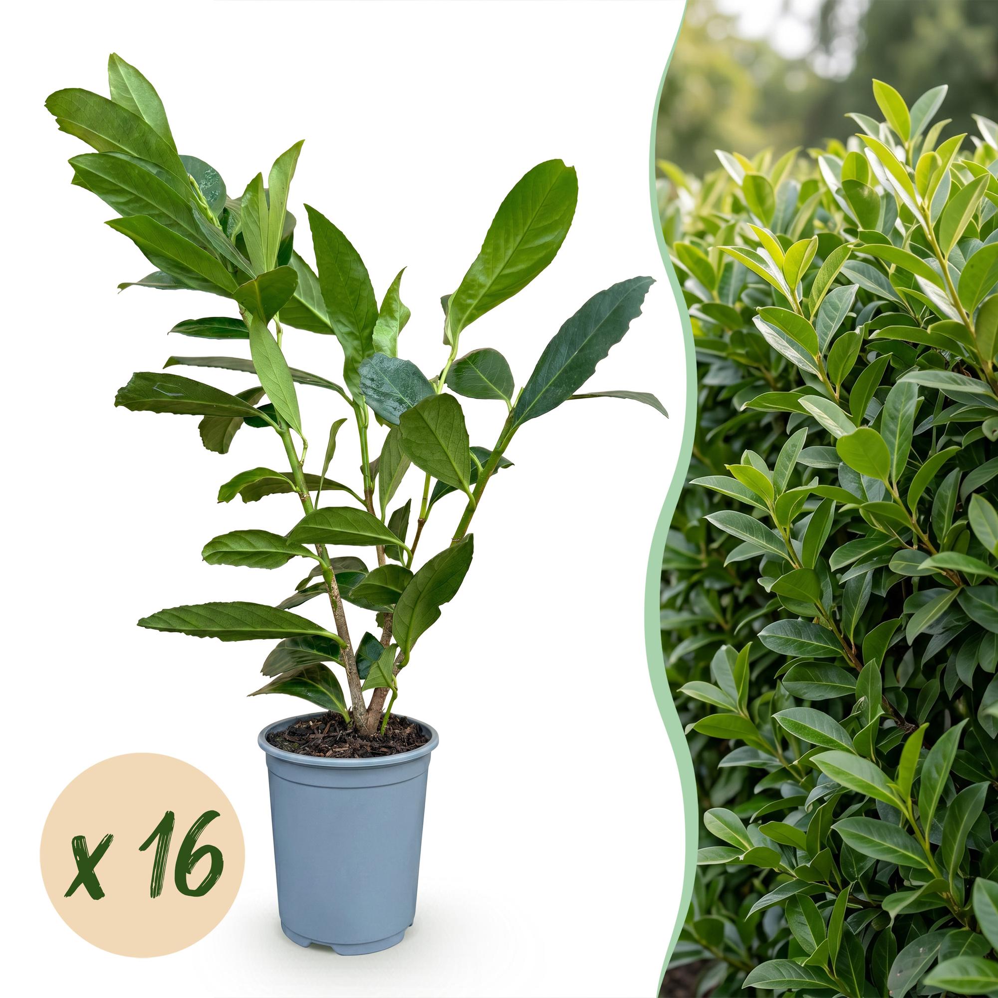 Prunus laur. Caucasica - Laurierkers 16x - Haagplanten - Groenblijvend - Groen - Pot 9cm - Hoogte 25-35cm
