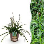 Carex morrowii Irish Green - Groen & Geel - 1 Plant - Groenblijvend - Winterhard - Pot 17cm Hoogte 50cm