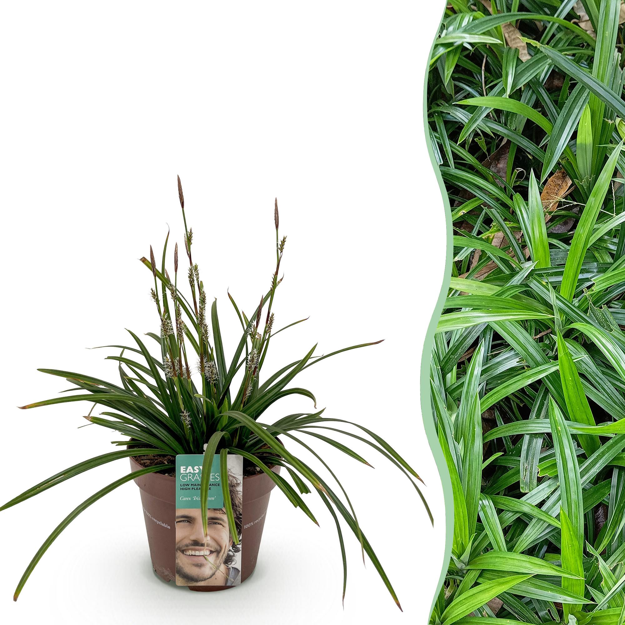 Carex morrowii Irish Green - Groen & Geel - 1 Plant - Groenblijvend - Winterhard - Pot 17cm Hoogte 50cm