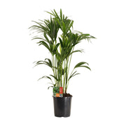 Howea Forsteriana - Ø24cm - ↕120cm