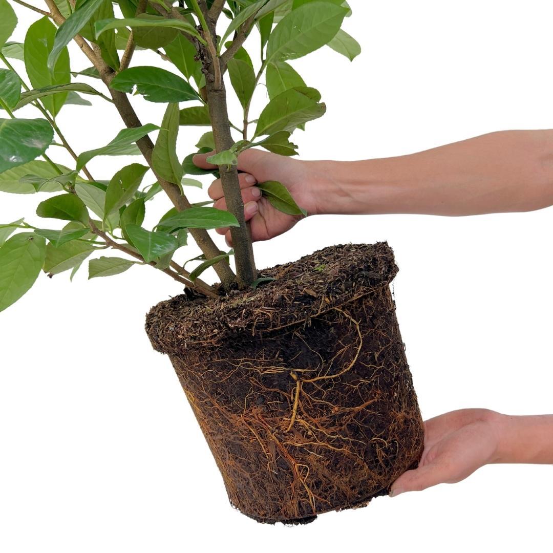 Großer Kirschlorbeer 'Rotundifolia' für eine 10 Meter hohe Hecke | - 15L - 20x | ↨ 125-150 cm