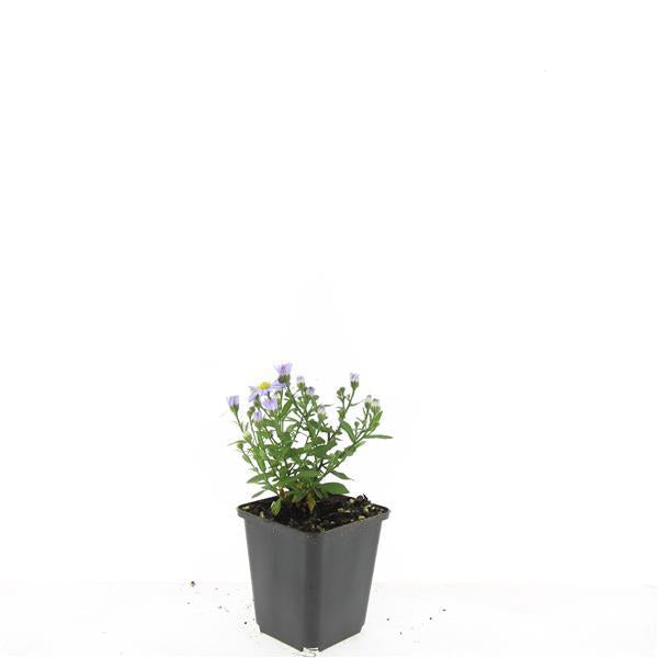 48x Aster (D) 'Prof. Anton Kippenberg'  - ↕10-25cm - Ø9cm
