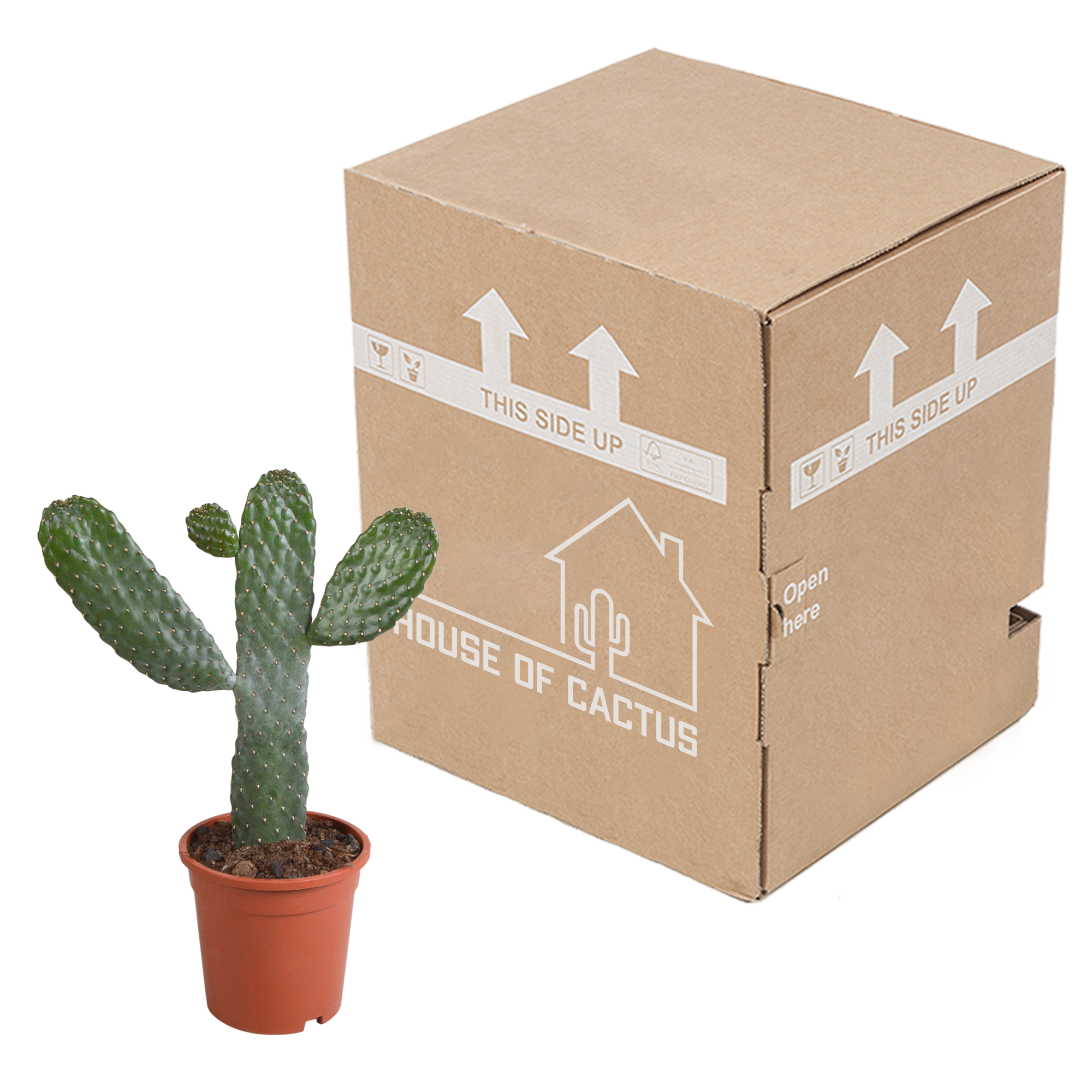 Opuntia consulea - 17cm - without pot
