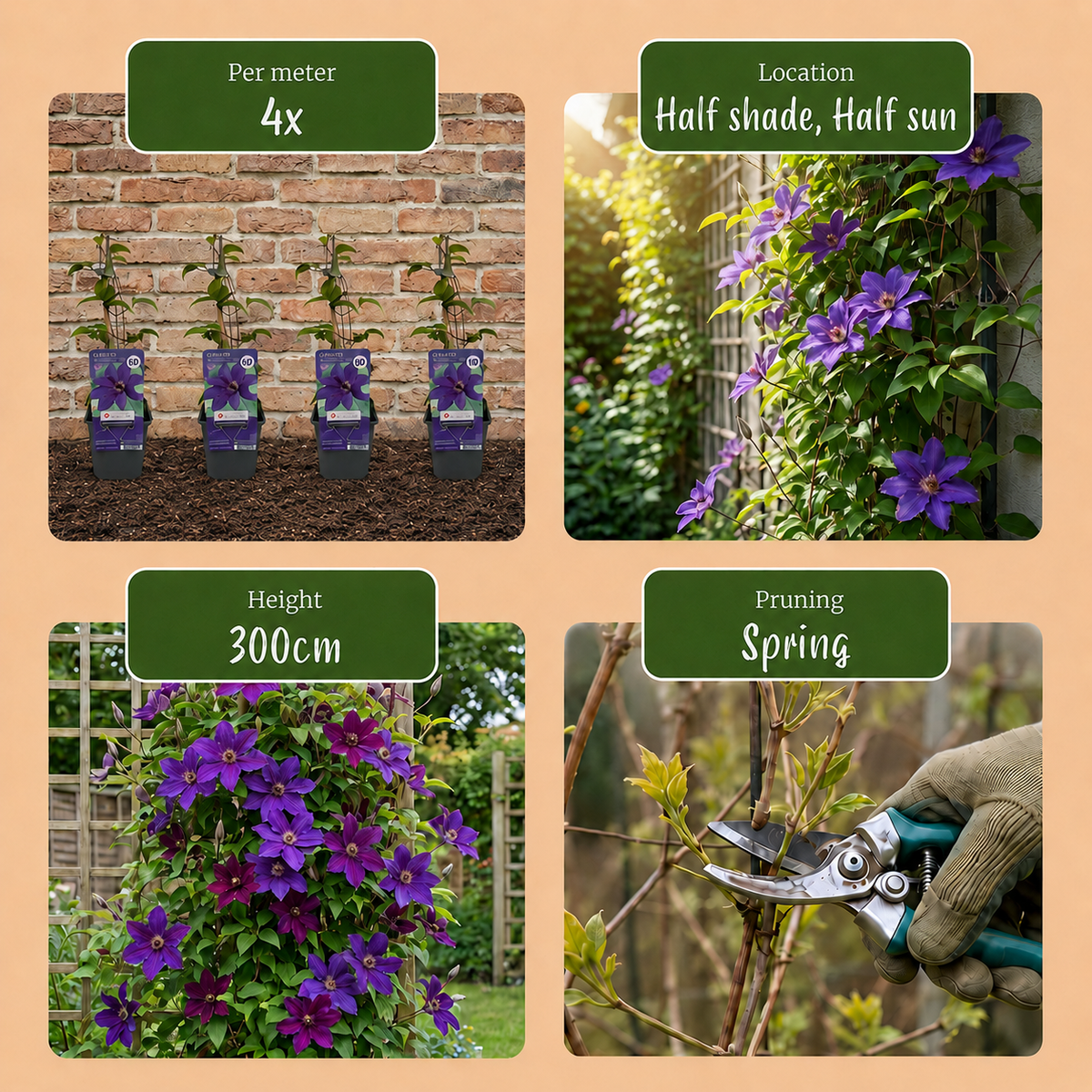 Clematis The President - Bosrank 4x - Paars - Klimplant - Ø9cm - ↕35cm