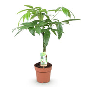 Pachira Aquatica gevlochten stam - Geldboom - Pot 17cm - Hoogte 60-70cm