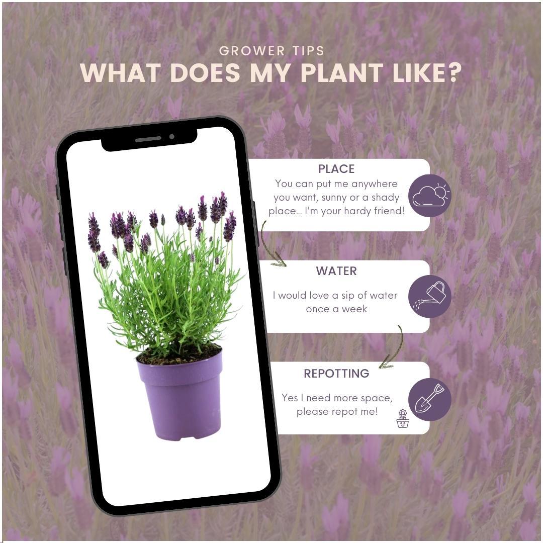 Lavandula stoechas Anouk® - 24x Ø12 cm - ↕25 cm