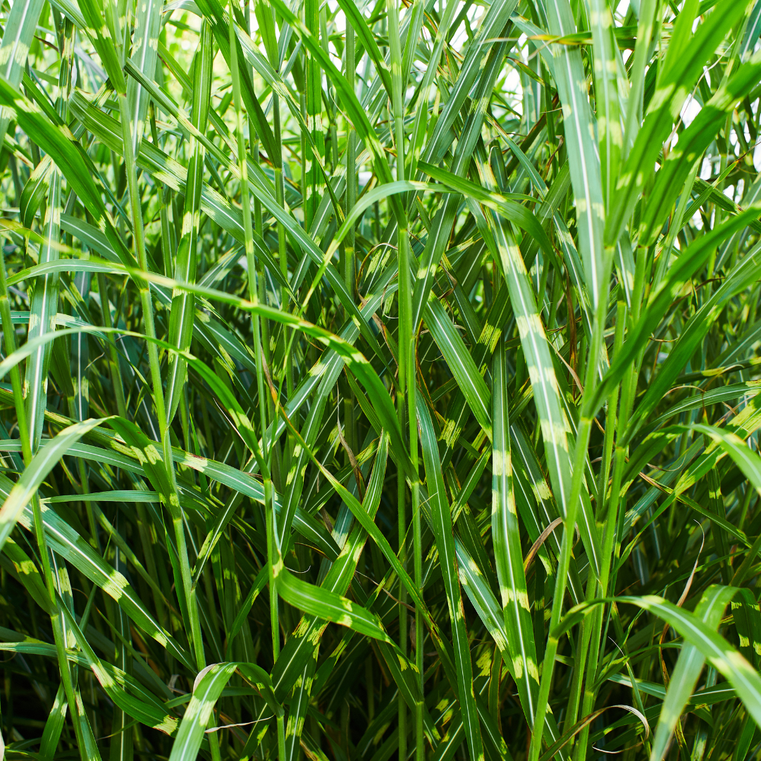 3x Miscanthus sinensis ‘Zebrinus’ – Opvallend zebragras met decoratief gestreept blad | Potmaat 12 cm