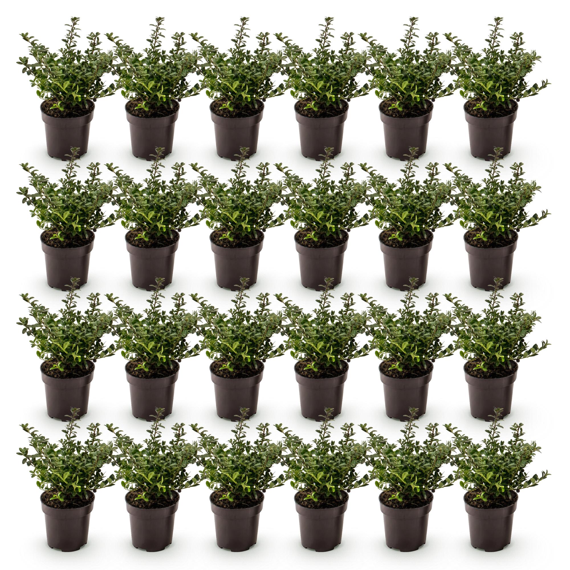 Ilex crenata Stokes - Japanse Hulst 24x - Haagplanten - Groenblijvend - Groen - Pot 9cm - Hoogte 20-30cm