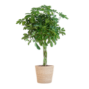 Schefflera Arab Nora met Mand Sofia naturel  - 70cm - Ø21