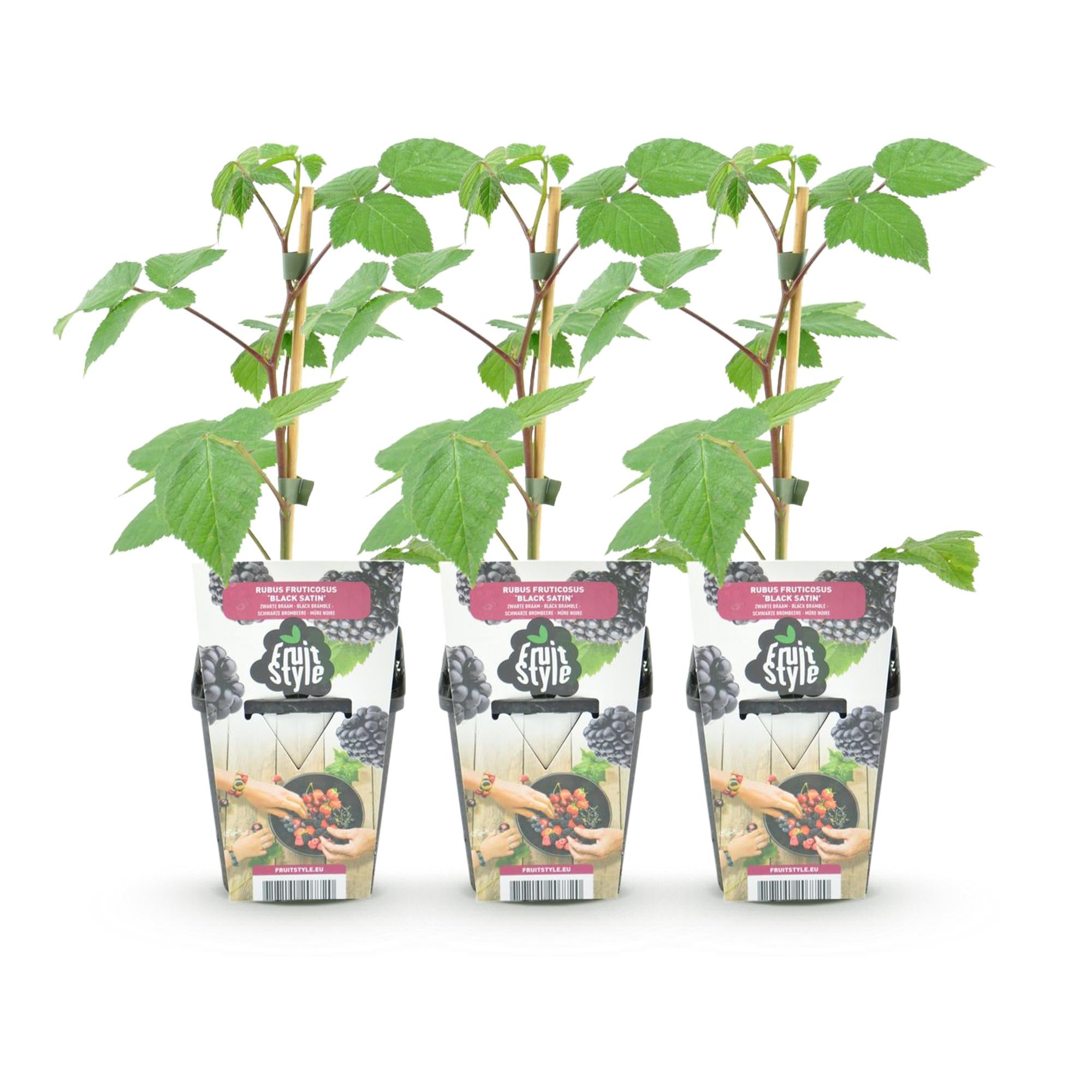 Braam - Rubus Black Satin - Winterhard - 3 Planten - Pot 9 cm - Zwarte Braam